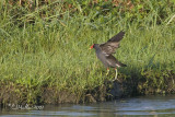 Common Moorhen