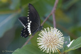 Papilio Polytes