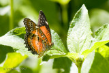 Cethosia biblis. (Nymphalid) Female