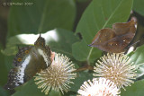 Left: Female Vindula erota (Satyrid) Right: Dolleschallia bisaltide (Leaf Butterfly)