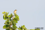 Bright Capped Cisticola