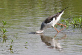 Black-Winged Stilt