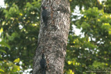 Sooty Woodpecker - male & female