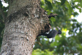 Sooty Woodpecker - female