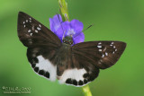 Butterflies & Insects