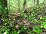 near the cemetery memorial, Marla notices a large granite stone under some bushes