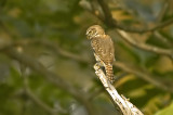 Ferruginous Pygmy Owl