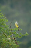 Tropical Kingbird