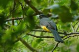 Citreolene Trogon