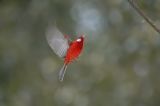 Red Warbler Flight