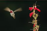 Broad-tailed Hummingbird 2
