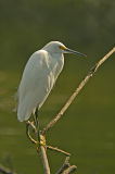 Snowy Egret