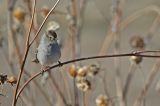 Immature White-crowned Sparrow 2