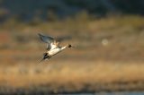 Pintail Duck Takeoff