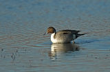 Pintail Duck 2