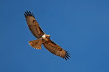 Red-tailed Hawk 4