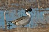 Pintail Duck 3