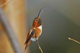 Rufous Hummingbird 2