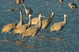 Sandhill Cranes