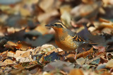 Varied Thrush 3