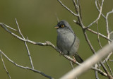 Yellow-eyed Junco