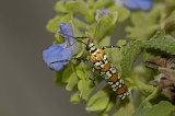 Ailanthus Webworm 2