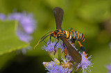 Texas Wasp Moth 