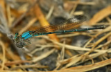 Damselfly