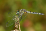 Another Dragonfly