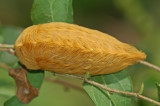 Pus Moth Larva on Hackberry