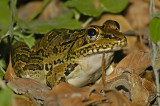 Rio Grande Leopard Frog 3
