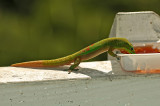 Gold Dust Day Gecko at Jelly 3