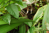 Green Anole 2