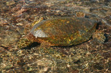 Green Sea Turtle Munching
