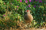 Kalij Pheasant in Flowers