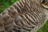 Nene Back Feathers