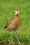 Pacific Golden Plover Frontal