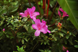 Pink Azaleas