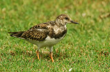 Ruddy Turnstone 2