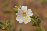 Desert Wishbone Bush 2