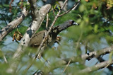 West Mexican Chachalaca