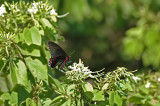 Pink Spotted Swallowtail 2