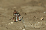 Four-spotted Sailor Ventral View