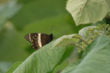 Magnificent Swallowtail