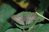 Rusty-spotted Satyr Dorsal View