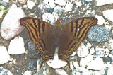 Banded Mapwing