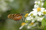 Klugs Clearwing