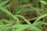 Inimical Skipper 2