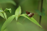 Ritas Remella