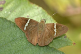 Spiky Banded-skipper